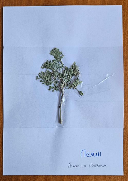 Хербарий ЛТУ - Фармакология