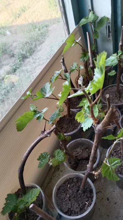 Жүзімдер сатылады жазғы ерте пісетін қызыл қара ақ жүзімдер