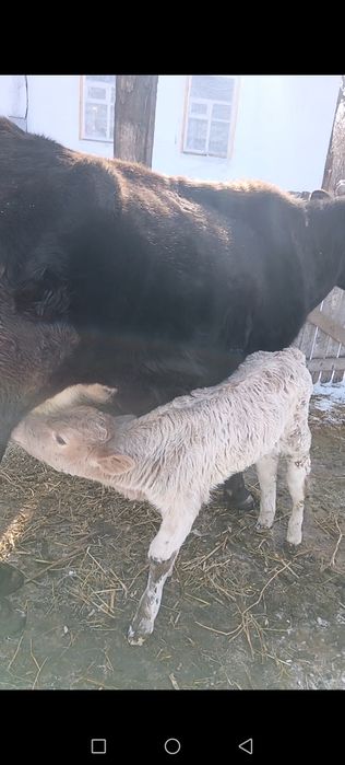 Продаётся двойная Корова с теленкам