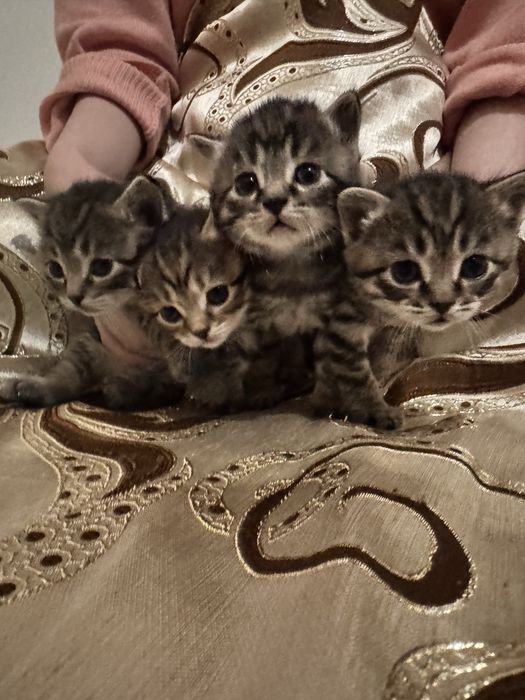 Отдам котят бесплатно