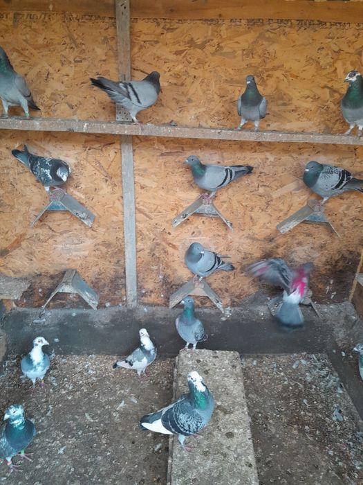 Desființez crescătorie porumbei