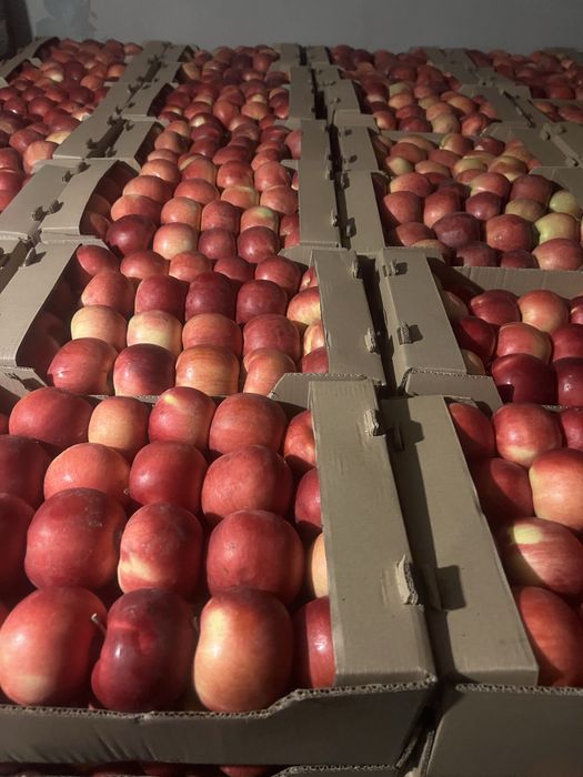 Местные яблоки высших сортов оптом