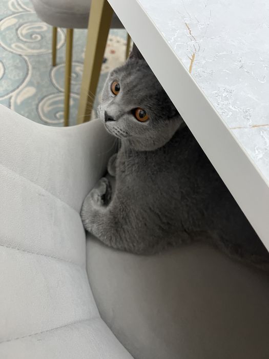 Британский кошки