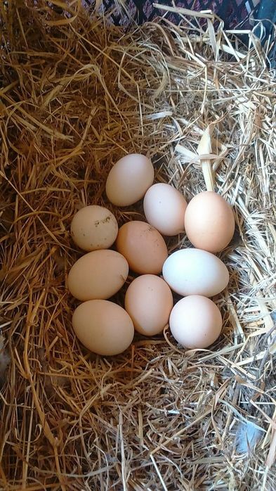 Куры Несушки Доставка