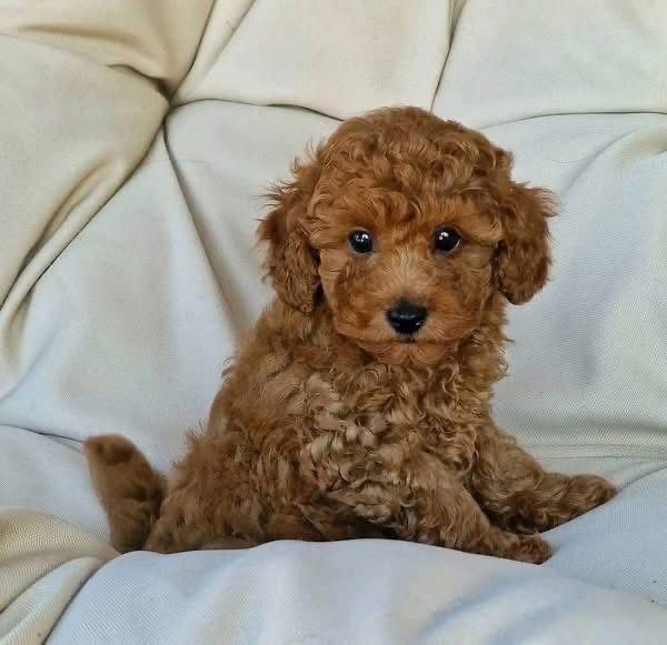 Cățel Pudel Roșcat (Red) de vânzare