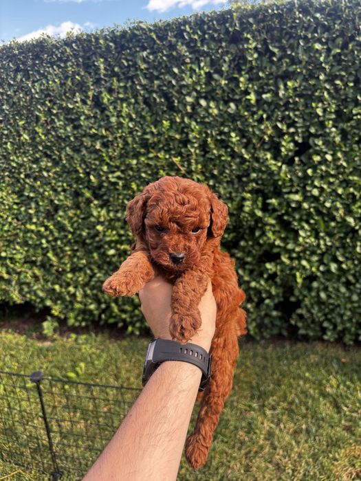 Мини пудел момичета и момче / Mini Poodle Girls and Boys