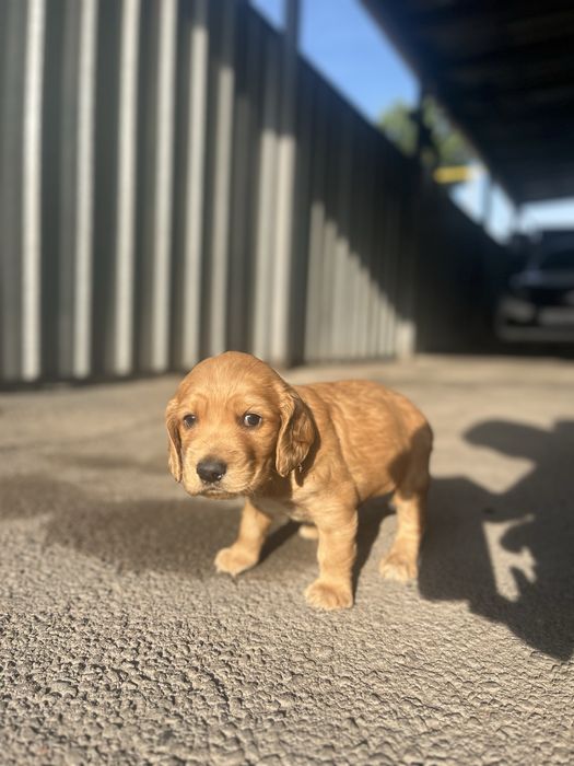 Щенки русского спаниеля