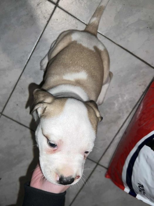 Кане корсо-Питбул  250лв. Народни.