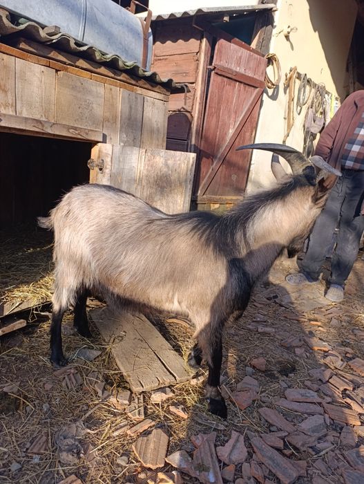 De vanzare Tiap de 1an