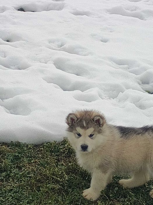 pui malamut de alaska