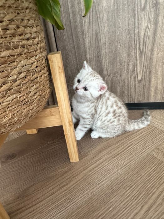 Продаются котята шотландцы