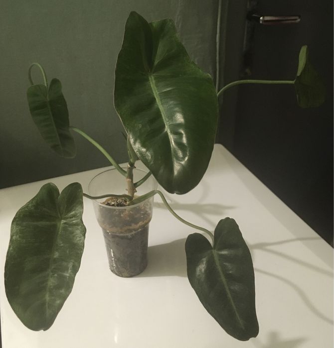 Филодендрон Параисо Верде