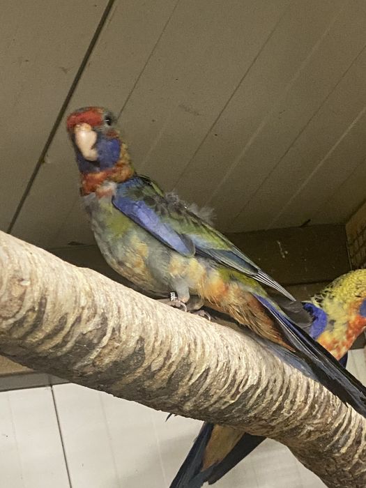 Papagal rosella 2025