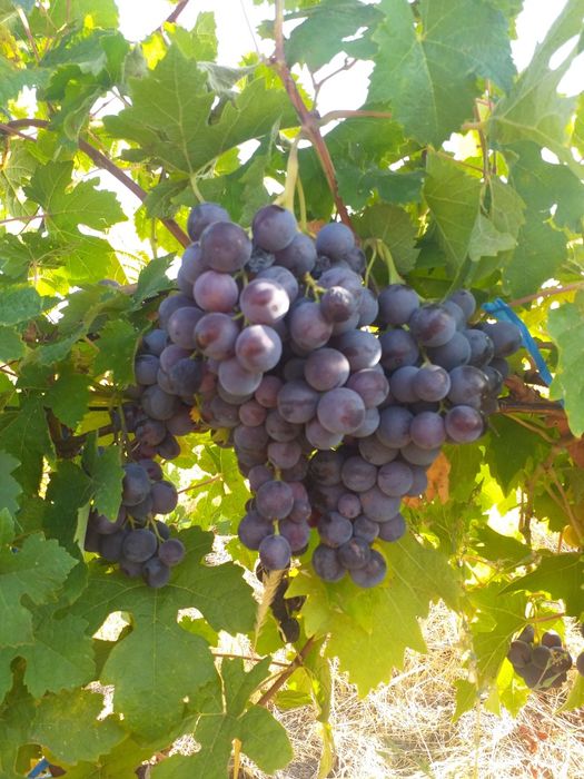 Butasi vita de vie anul 2 și anul 3