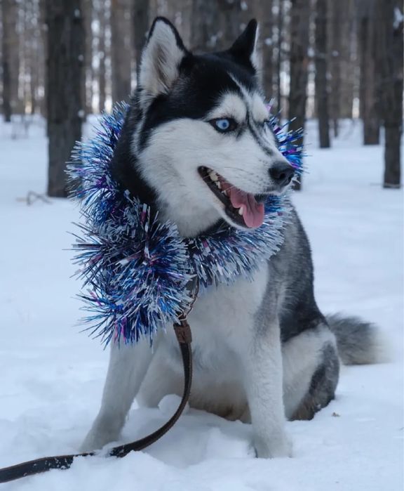 Продам щенка хаски маламут