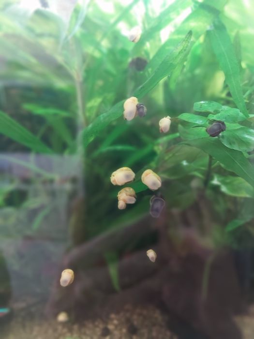 Живые водоросли для аквариумы ЛИМОННИК