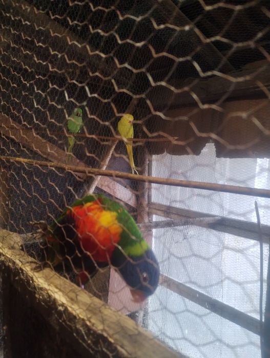 Продават се папагали
