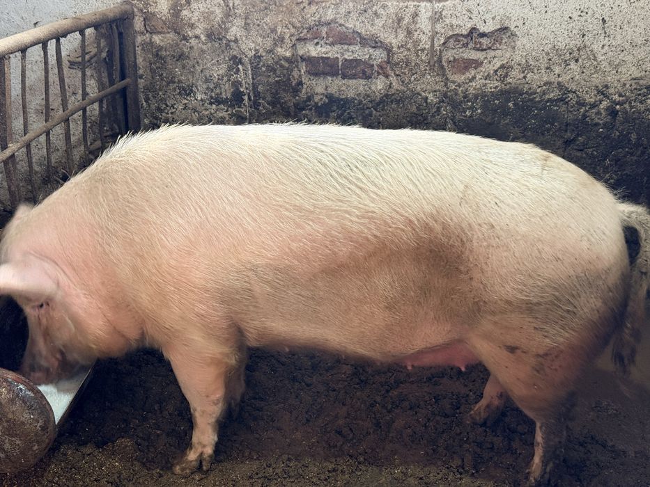 Женско прасе за празниците