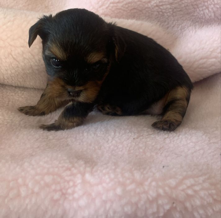 Продам щенков йоркшерского терьера.