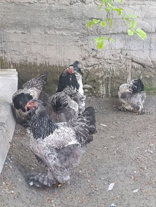 Brama tuxum va jõjalari sotiladi