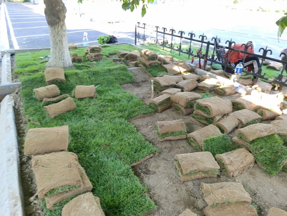 Газон икиш рулонавой чим дарахт мутахасис