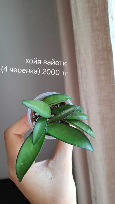 Продам укорененные хойи
