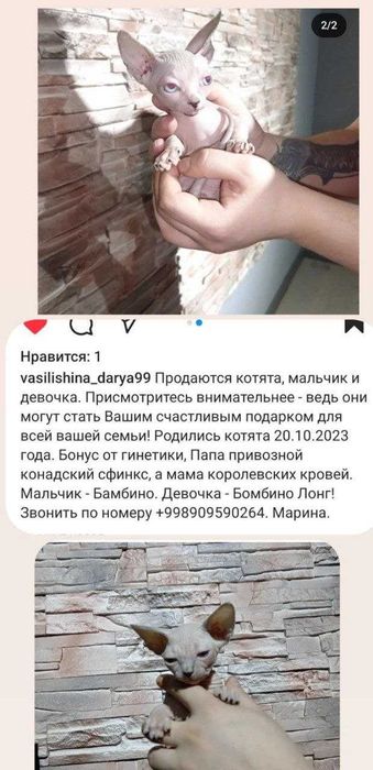 Продаётся котёнок Бамбино