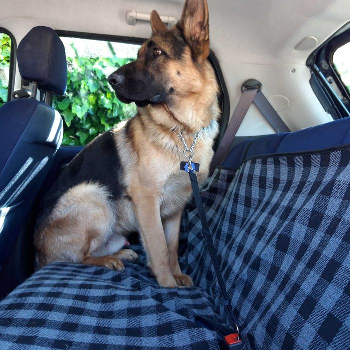 Колан За Пътуване За Домашни Любимци Куче Котка С Код СЕ 717