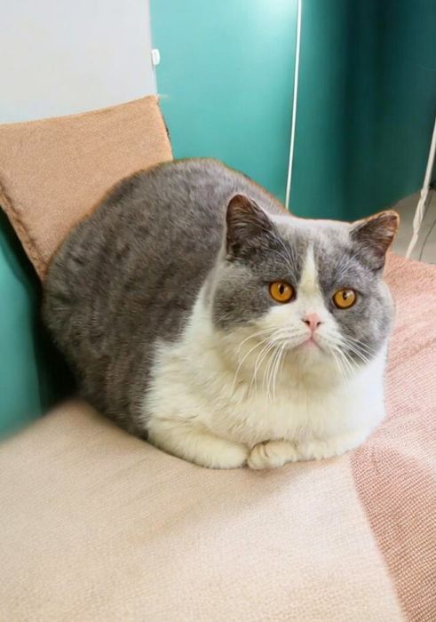 Motănel British Shorthair