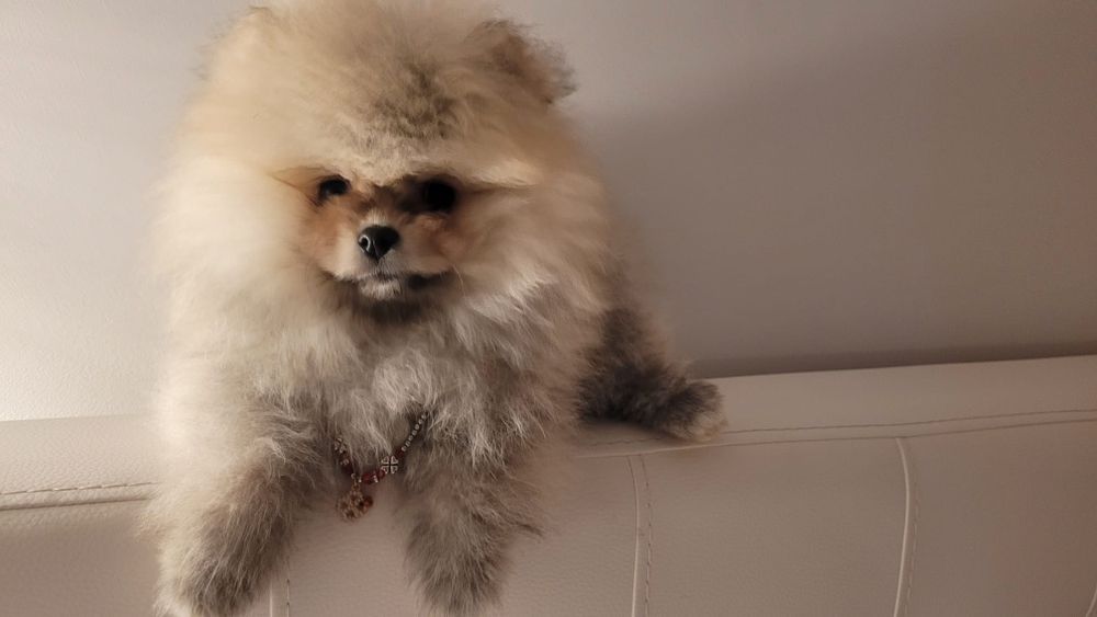 Pomeranian băiețel pufos