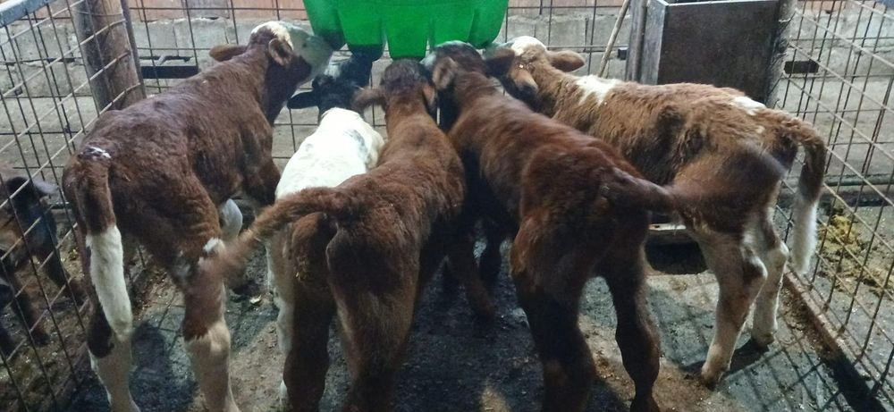 Vând vitei limousin,belgian etc