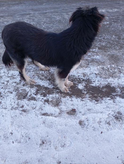 Отдам в добрые руки