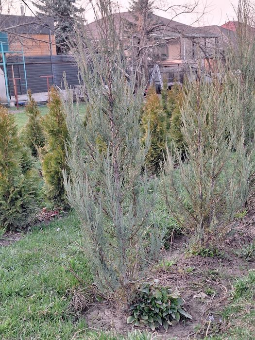 Продам можжевельник