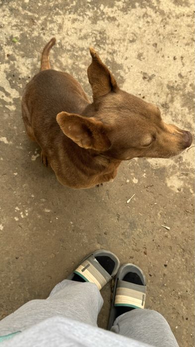 Стаффорд порода, отдадим в хорошие, надежнын руки