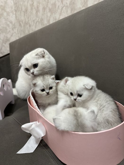 Британские котята шиншиллы