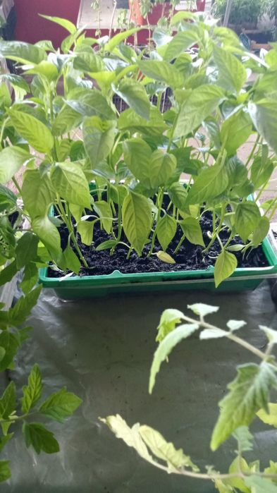 Продам рассаду .