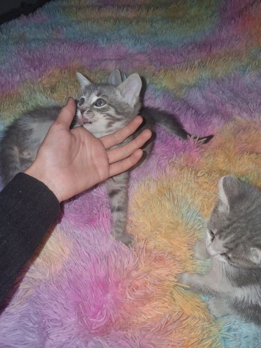 КОТЯТА! Отдам в добрые руки!