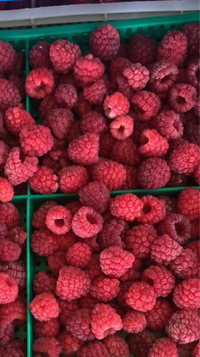 Разсад малини сорт “Люлин”