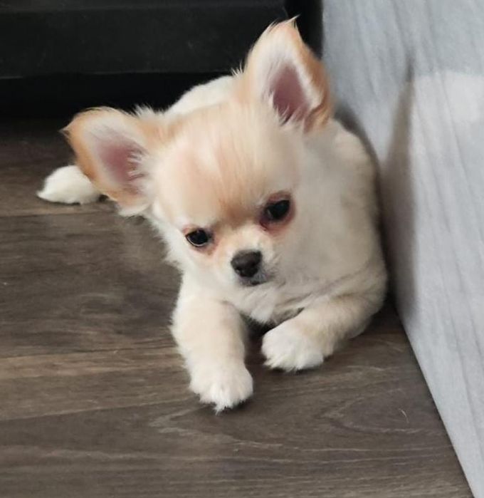 Очень милый мальчик чихуахуа