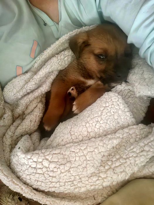 Adoptie catelus talie mica