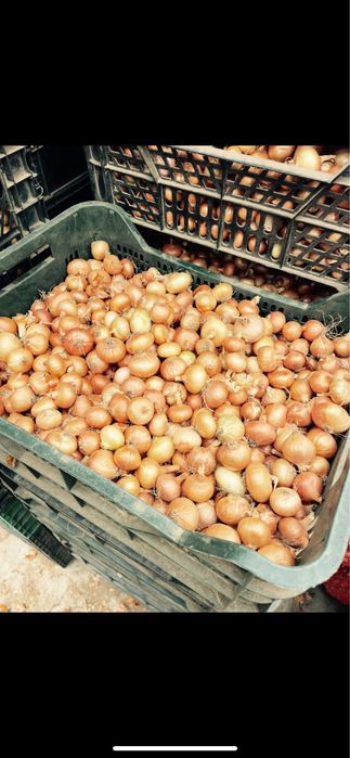 Арпаджик сорт Мелник,Щутгард,Ред Кармен