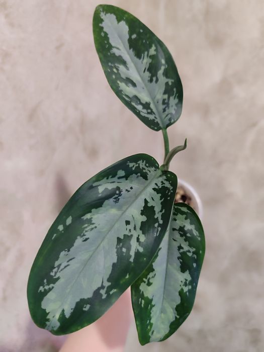 Тайские Аглаонемы