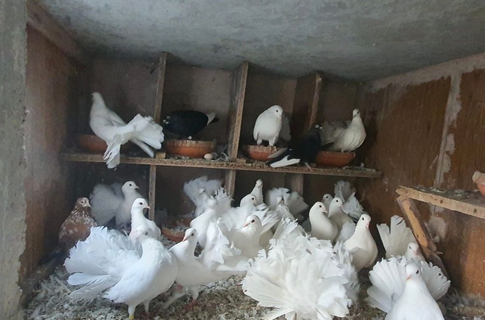 Porumbei voiajori și voltati albi