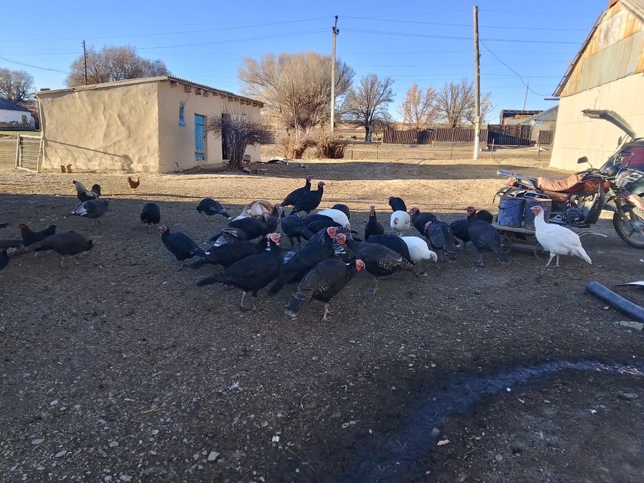 Күркетауық 50 бас 35 бас қораз