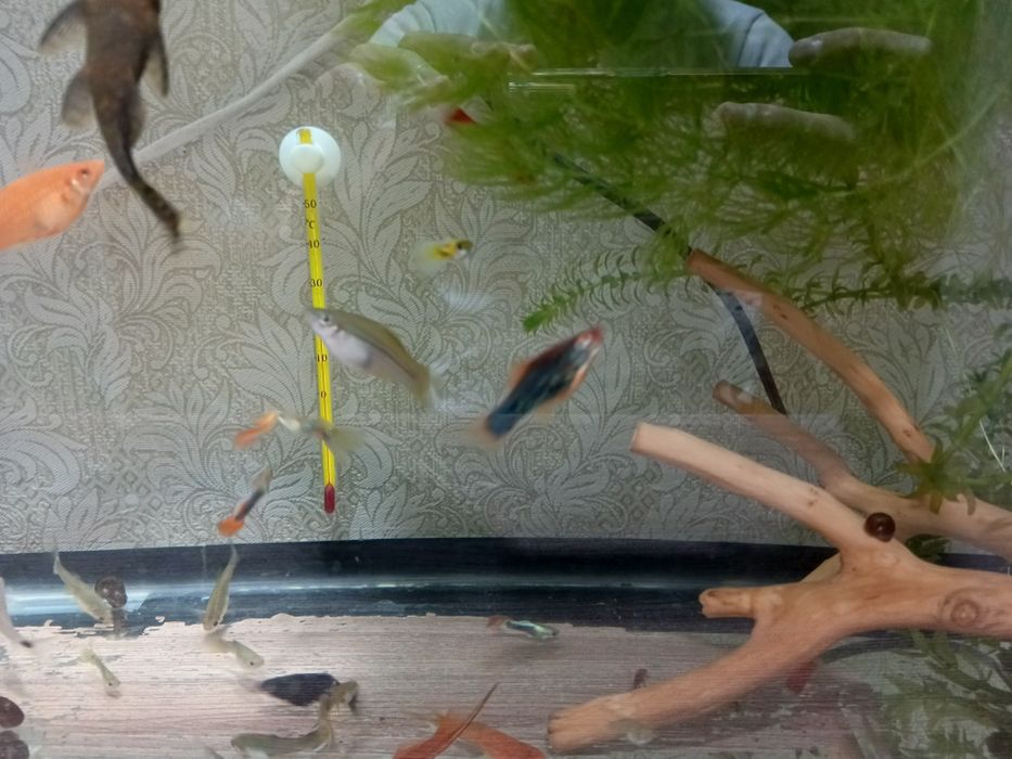 Продам аквариумных рыбок, разных