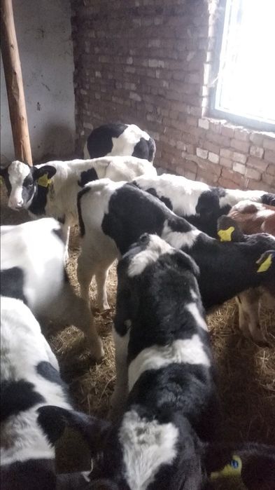 Продам молочных телят