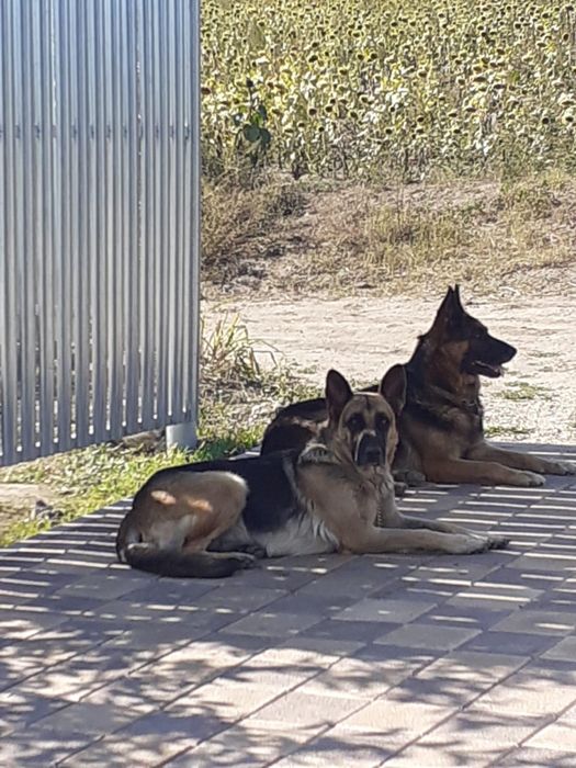 In cautarea unui cămin  iubitor