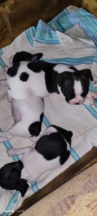 Малыши французского бульдога