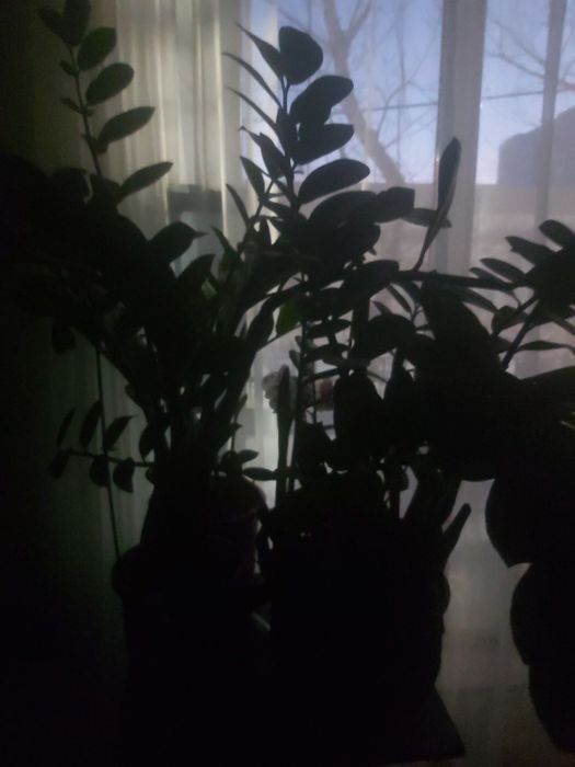 Продам разные цветы замиокулькасы и прочее