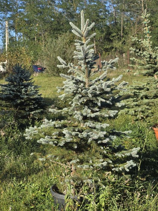 Leylandii chiparos argintiu